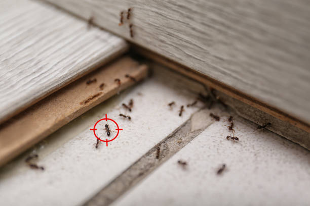 Best Termite Control Services  in Venetian Vlage, IL