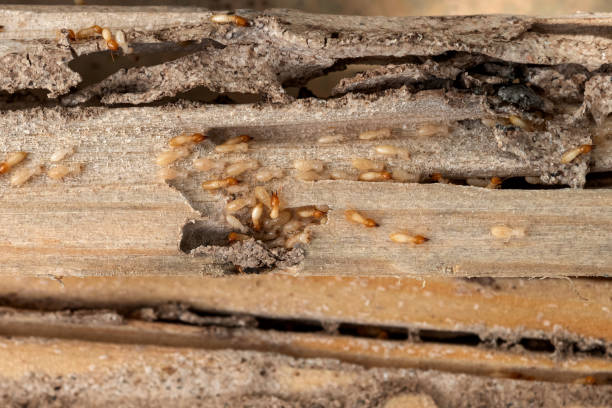 Best Pest Prevention Services  in Venetian Vlage, IL